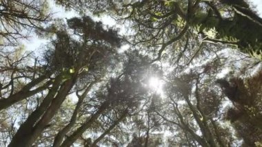 Sihirli ormandaki yavaş çekim kamerası ve yemyeşil ağaç tepeleri. Projeleriniz için yeşil arkaplan.