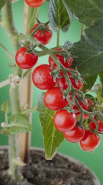 Domates üzerinde olgun ve olgunlaşmamış domatesler, yakından. Dikey video.