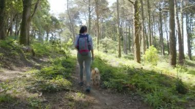  Bir bahar günü Shiba Inu köpeğiyle birlikte ormanda ya da parkta yavaşça yürüyor..