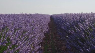 İspanya 'da yaz mevsiminde lavanta çiçekleri açan çiçek tarlaları. Lavanta yağı üretimi için çiftlik.