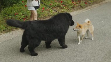 Shiba Inu köpeği parkta yürürken başka bir köpekle buluşuyor. Köpekler sosyalleşir. Köpekler arası saldırganlık olmadan köpek gibi davranır..