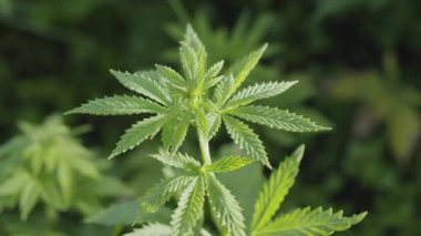 Açık zeminde tıbbi esrarın filizlenmesi, tarım esrarı geliştirme kavramı.