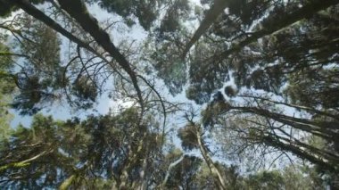 Gün batımında ormanın derinliklerindeki yavaş çekim kamerası. Varlık etkisi. Projeleriniz için harika bir geçmiş..