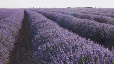 İspanya 'da yaz mevsiminde lavanta çiçekleri açan çiçek tarlaları. Lavanta yağı üretimi için çiftlik.