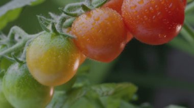 Domates üzerinde olgun domatesler. Yakın plan.. 