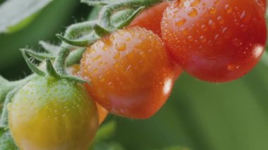 Domates üzerinde olgun domatesler. Yakın plan.. 