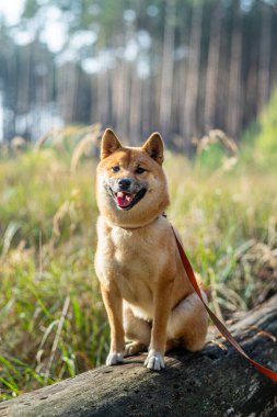 Ormandaki devrilmiş ağaçta oturan gülümseyen Shiba Inu köpeğinin portresi. Bulanık doğa arkaplanı.