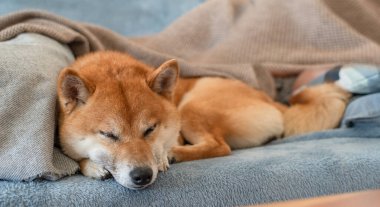 Bir Shiba Inu köpeği kanepede sahibinin yanında uyur. Yakın plan..