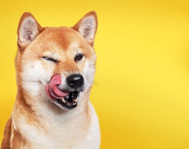 Shiba Inu köpeğinin portresi sarı arka planda yüzünü yalıyor..