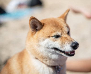 Shiba Inu köpeği sahilde oturuyor. Arka planda bulanık kalabalık plaj.