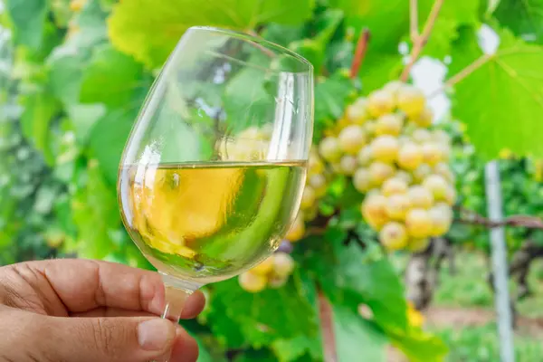 stock image Glass of white wine in man hand and cluster of grapes on vine at the background. 