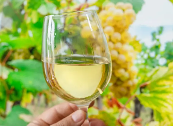 stock image Glass of white wine in man hand and cluster of grapes on vine at the background. 