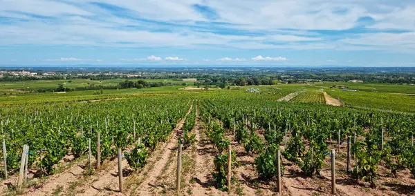 stock image Long rows of green vineyard in summer day. Blue sky at the background.