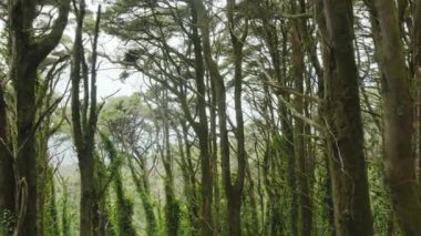 Gün batımında ormanın derinliklerindeki yavaş çekim kamerası. Varlık etkisi. Projeleriniz için harika bir geçmiş..