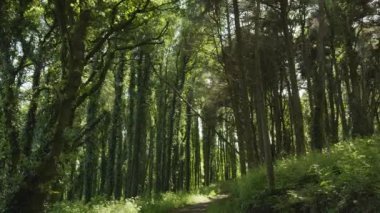 Gün batımında ormanın derinliklerindeki yavaş çekim kamerası. Varlık etkisi. Projeleriniz için harika bir geçmiş..
