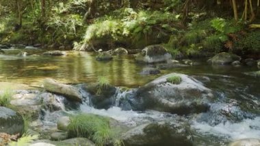 Ormandaki temiz dağ deresi, güneşli bir yaz gününde doğal manzara..