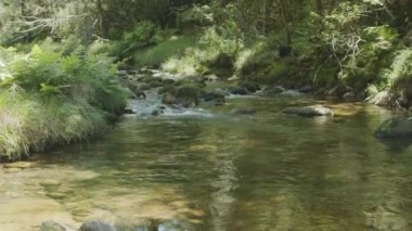 Ormandaki temiz dağ deresi, güneşli bir yaz gününde doğal manzara..