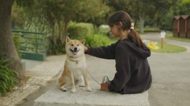Shiba Inu köpeğinin üstünde oturan genç kız parkta bir bankta oturuyor. .