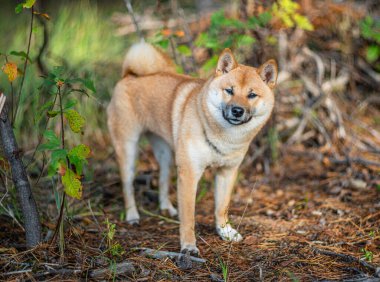 Ormandaki devrilmiş ağaçtaki Shiba Inu köpeğinin portresi. Bulanık doğa arkaplanı.