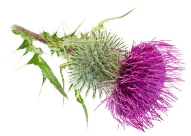 Beyaz arka plan üzerinde izole süt thistle çiçek. 