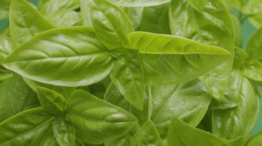 Yeşil arka planda taze fesleğen yaprakları çerçevede yavaşça hareket eder. Makro video çekimi.