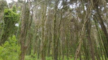 Gün batımında ormanın derinliklerindeki yavaş çekim kamerası. Varlık etkisi.