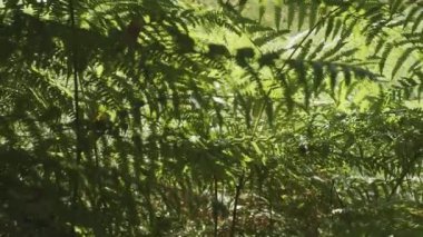 Gün batımında ormanın derinliklerindeki yavaş çekim kamerası. Varlık etkisi.