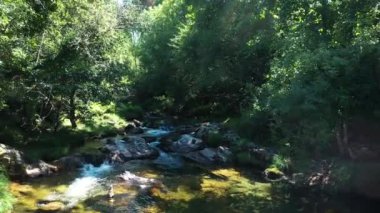 Ormandaki dağ gibi berrak dere, güneşli bir yaz gününde doğal manzara. Dere boyunca insansız hava aracı hareketi.