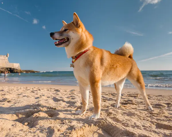 Shiba Inu köpeği kumlu, güneşli yaz okyanus kıyısında yürüyor..