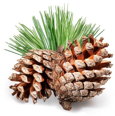 Conifer cone or cedar cone with coniferous needles isolated on white background. File contains clipping path. clipart