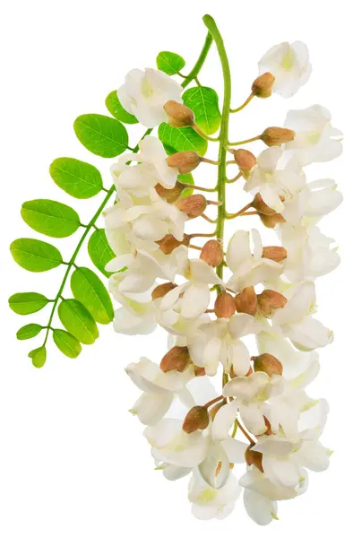 Stock image Raceme of blooming acacia flowers with green leaves on white background. File contains clipping path.