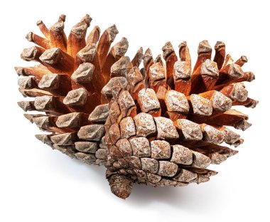 Conifer cone or cedar cone isolated on white background. File contains clipping path. clipart