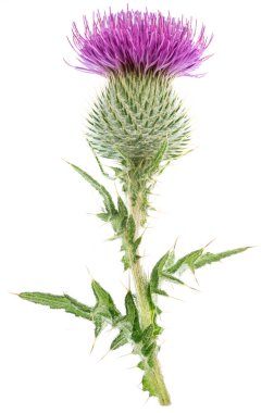 Beyaz arka plan üzerinde izole süt thistle çiçek. 