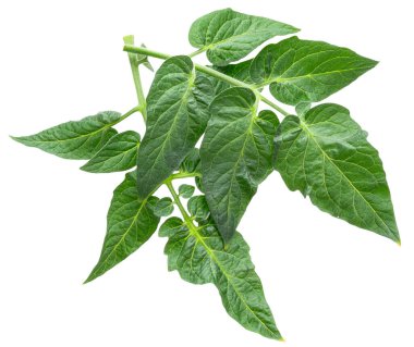 Beyaz arka planda taze yeşil domates yaprakları. Dosya kırpma yolu içeriyor.