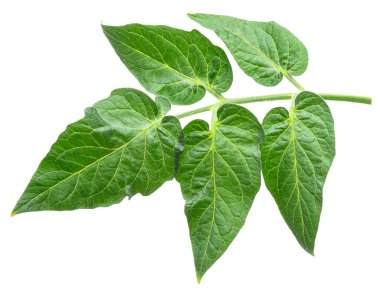 Beyaz arka planda taze yeşil domates yaprakları. Dosya kırpma yolu içeriyor.