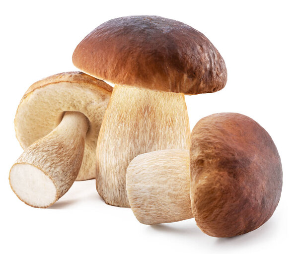 Group of porcini or boletus mushrooms isolated on white background. File contains clipping path.