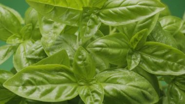 Yeşil arka planda taze fesleğen yaprakları çerçevede yavaşça hareket eder. Makro video çekimi.