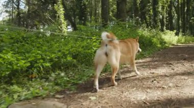 Shiba Inu köpeği bir bahar günü ormanda ya da bir parkta tasmayla yürüyor..