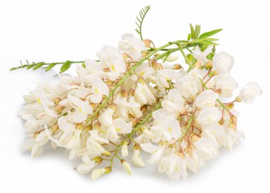 Çiçek açan akasya çiçekleri ya da beyaz arka planda sahte akasya. Dosya kırpma yolu içeriyor.