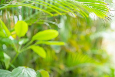 Bokeh yeşili palmiye yaprağı. Açık yeşil tropikal yaz şablonu veya arkaplan.