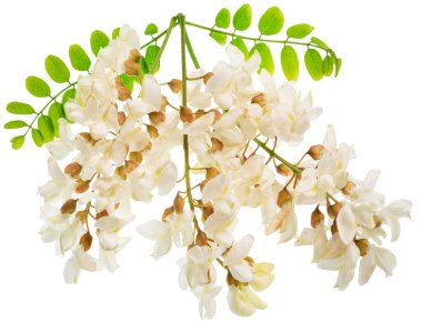 Beyaz arka planda yeşil yapraklı akasya çiçekleri. Dosya kırpma yolu içeriyor.