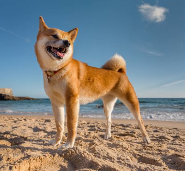 Shiba Inu köpeği kumlu, güneşli yaz okyanus kıyısında yürüyor..