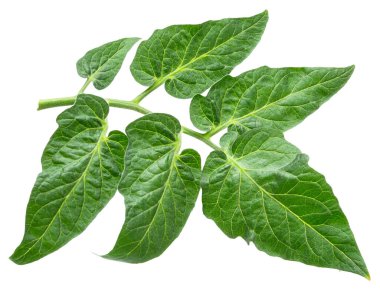 Beyaz arka planda taze yeşil domates yaprakları. Dosya kırpma yolu içeriyor.