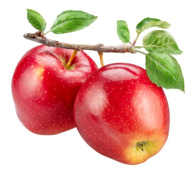 Dal üzerinde olgun kırmızı elmalar ve beyaz arka planda yeşil yapraklar. Dosya kırpma yolu içeriyor.