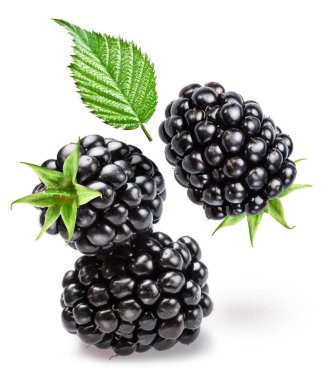 Beyaz arka planda yükselen üç böğürtlen ve böğürtlen yaprağı. Dosya kırpma yolları içeriyor.