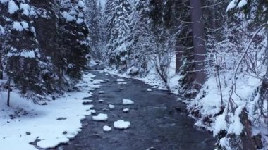 Büyük köknar ağaçları olan güzel, karlı bir dağ ormanına doğru yavaş çekim hava manzarası. Ukrayna, Karpatlar.