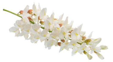 Raceme of blooming acacia flowers or false acacia on white background. File contains clipping path. clipart