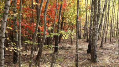 Beautiful autumn deciduous forest with yellow and red leaves, slow motion camera.