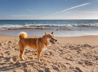 Shiba Inu köpeği kumlu, güneşli yaz okyanus kıyısında yürüyor..