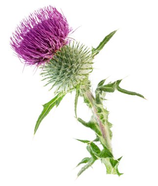 Beyaz arka plan üzerinde izole süt thistle çiçek. 